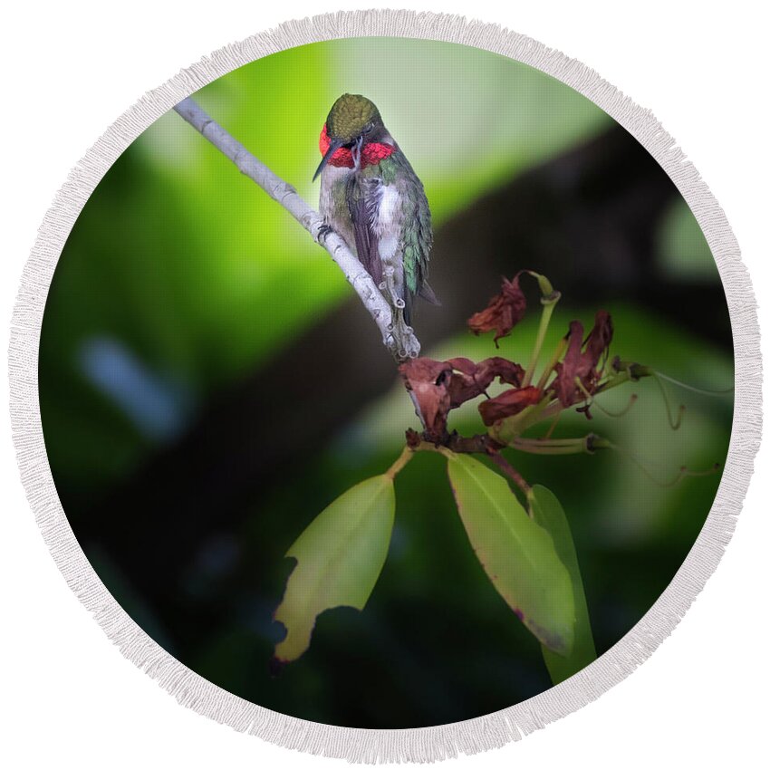 Square Round Beach Towel featuring the photograph Male Ruby Throated Hummingbird by Bill Wakeley