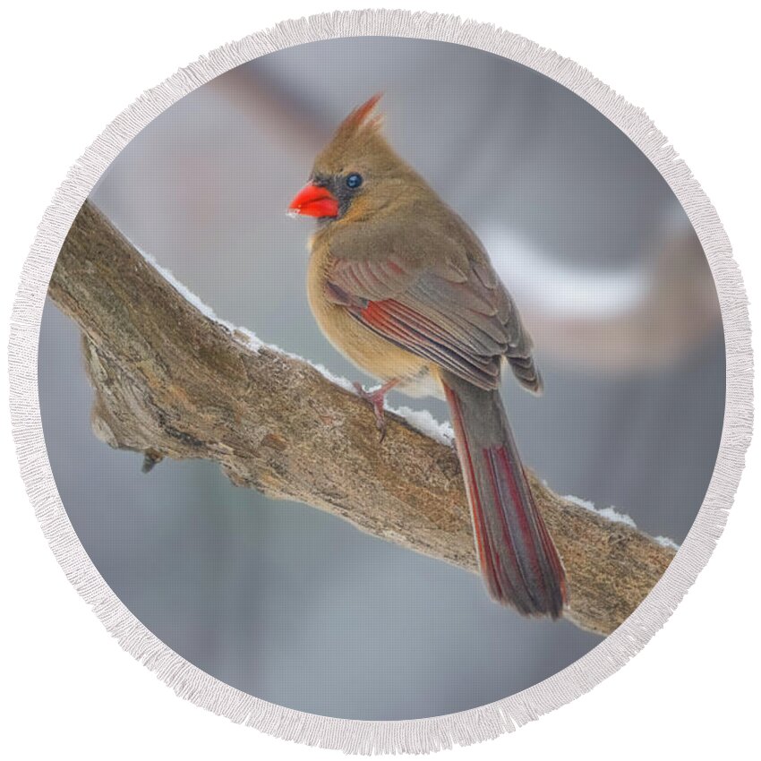 Bird Round Beach Towel featuring the photograph Mama Cardinal In The Snow by David Downs