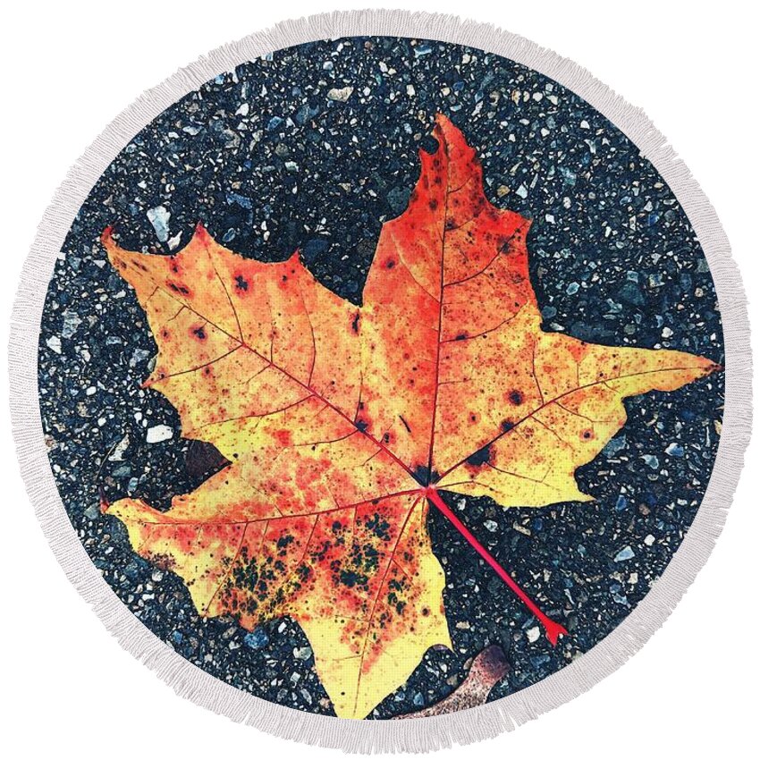 Autumn Round Beach Towel featuring the photograph Maple Leaf by Claudia Zahnd-Prezioso