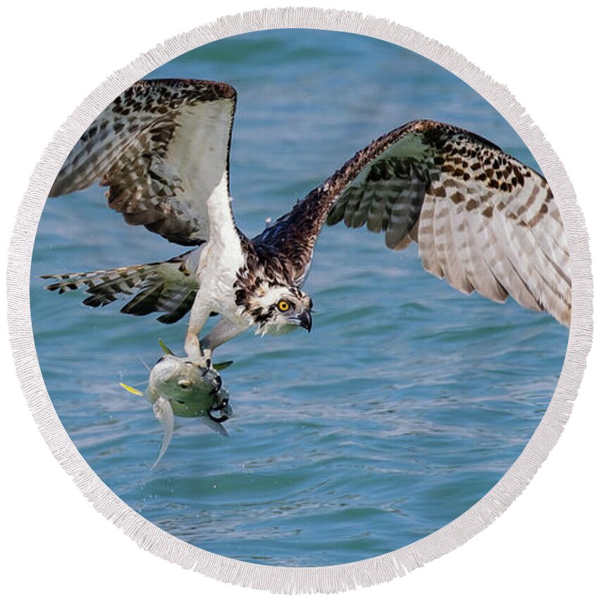 Osprey Round Beach Towel featuring the photograph Catch of the Day by RD Allen