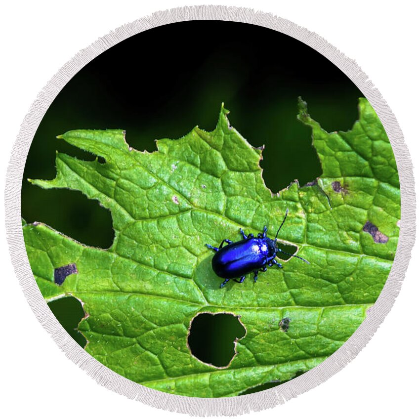 Agriculture Round Beach Towel featuring the photograph Metallic Blue Leaf Beetle On Green Leaf With Holes by Andreas Berthold
