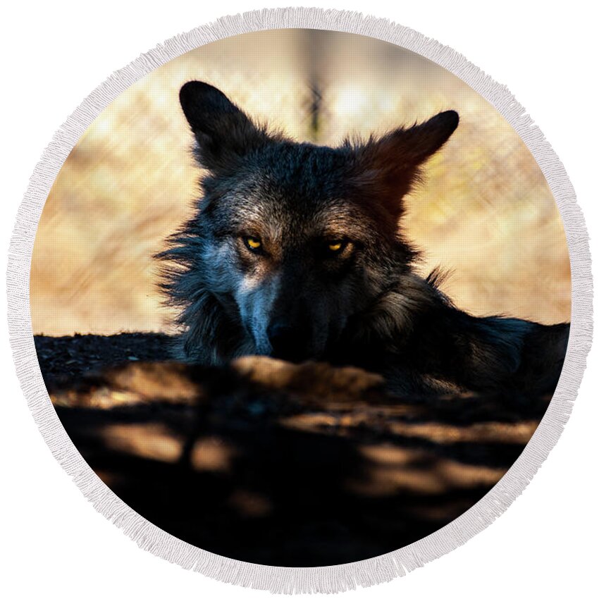 Mexican Round Beach Towel featuring the photograph Mexican Gray Wolf - 2 by Anthony Jones