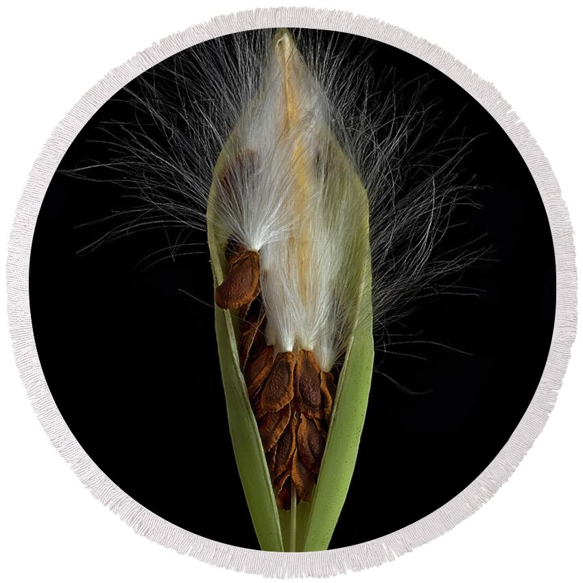 Milkweed Round Beach Towel featuring the photograph Milkweed Pod 2 by Endre Balogh