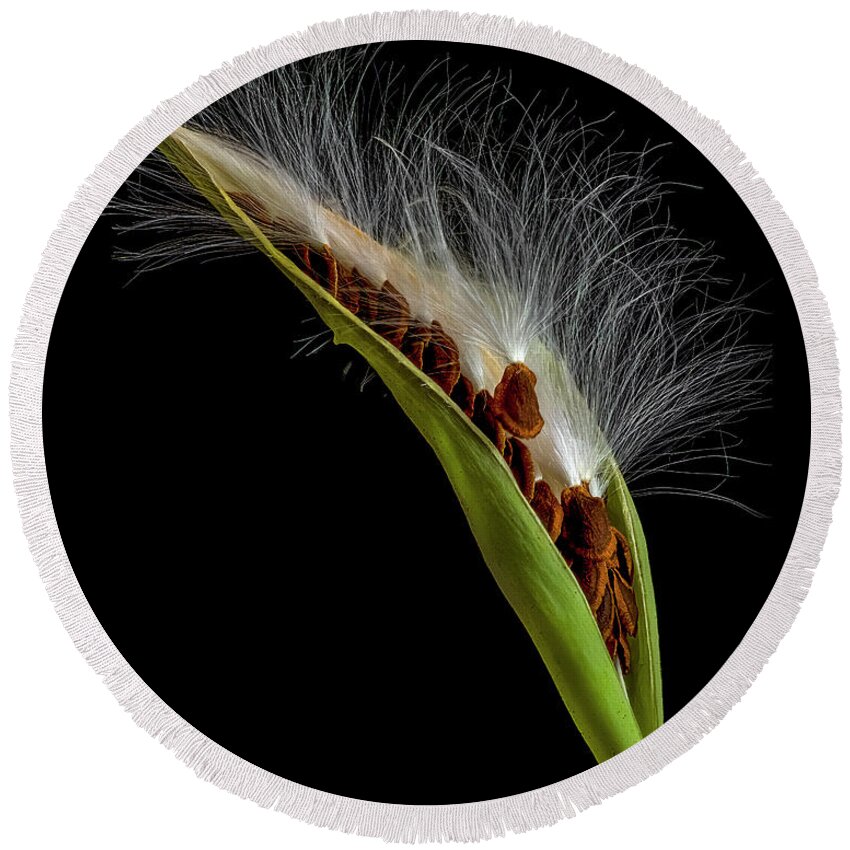 Milkweed Round Beach Towel featuring the photograph Milkweed Pod 3 by Endre Balogh