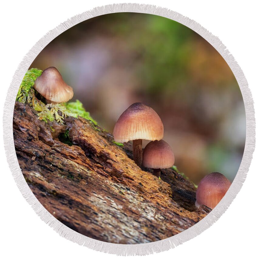 Framing Places Photography Round Beach Towel featuring the photograph Mini Shrooms by Framing Places