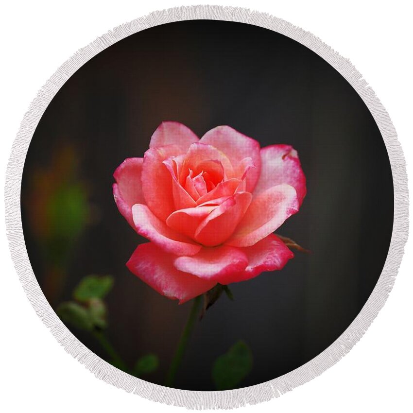 Botanical Round Beach Towel featuring the photograph Miniature Pink Beauty by Richard Thomas