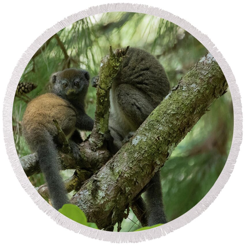 Eastern Grey Bamboo Lemur Round Beach Towel featuring the photograph Mom and Kid by Eva Lechner