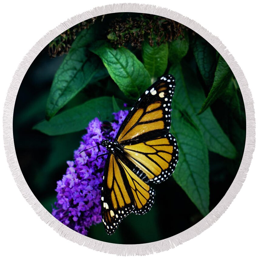 Butterfly Round Beach Towel featuring the photograph Monarch Butterfly- Art by Linda Woods by Linda Woods