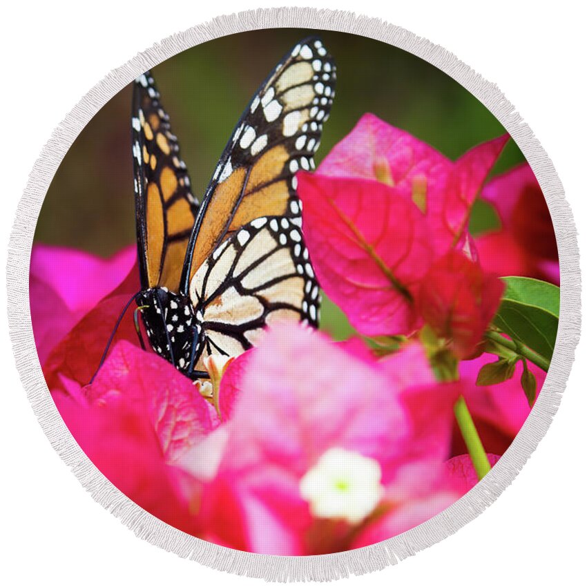 Animal Round Beach Towel featuring the photograph Monarch butterfly on a red bougainvillea by Jean-Luc Farges