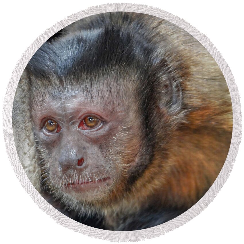 Monkey Round Beach Towel featuring the photograph Monkey by Dennis Dugan
