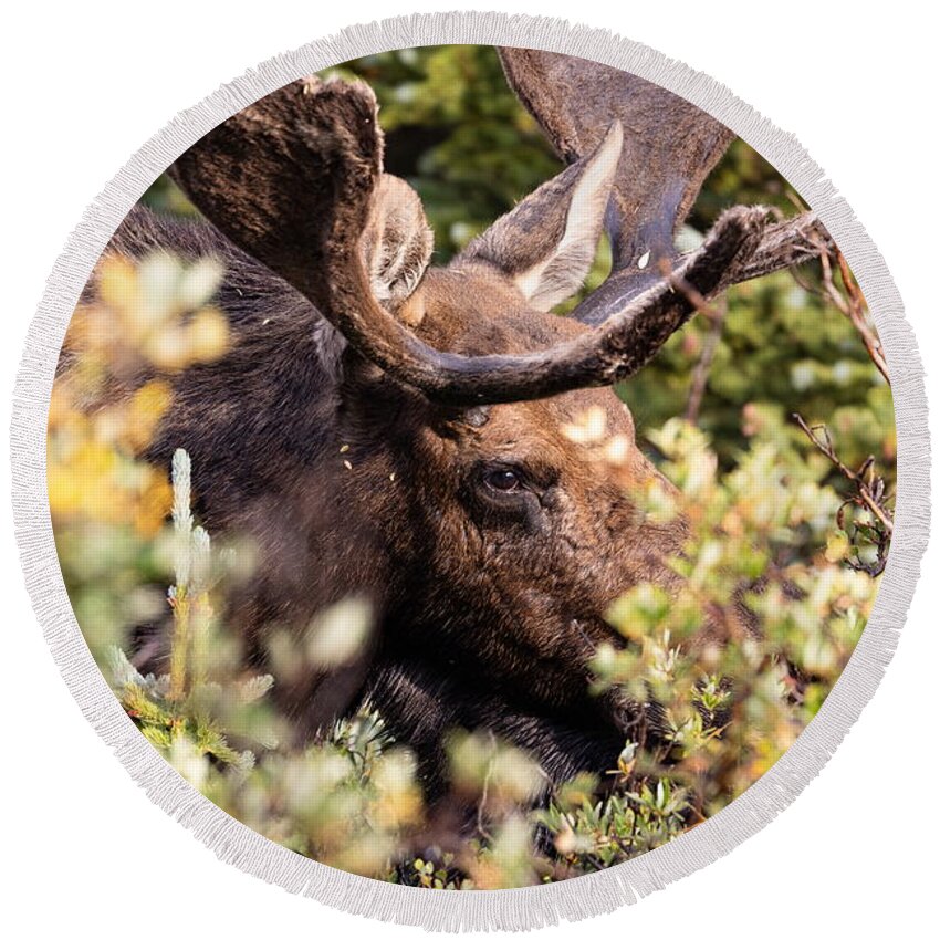 Moose Round Beach Towel featuring the photograph Moose Bull Through the Willows by Tony Hake
