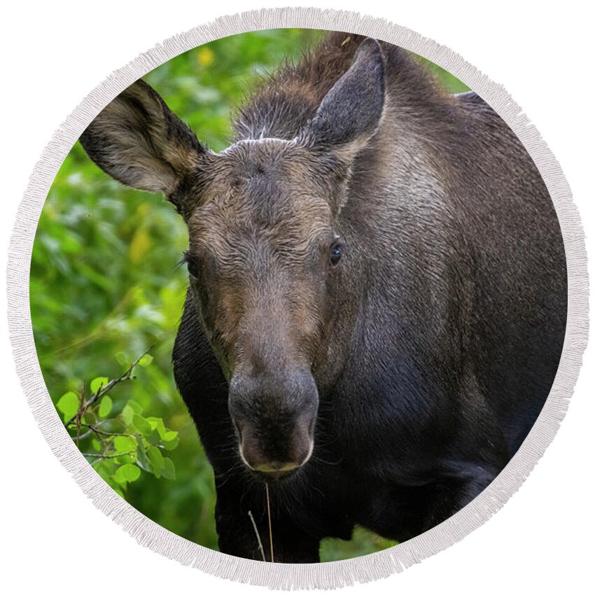 Moose Round Beach Towel featuring the photograph Moose Stare by Steven Krull