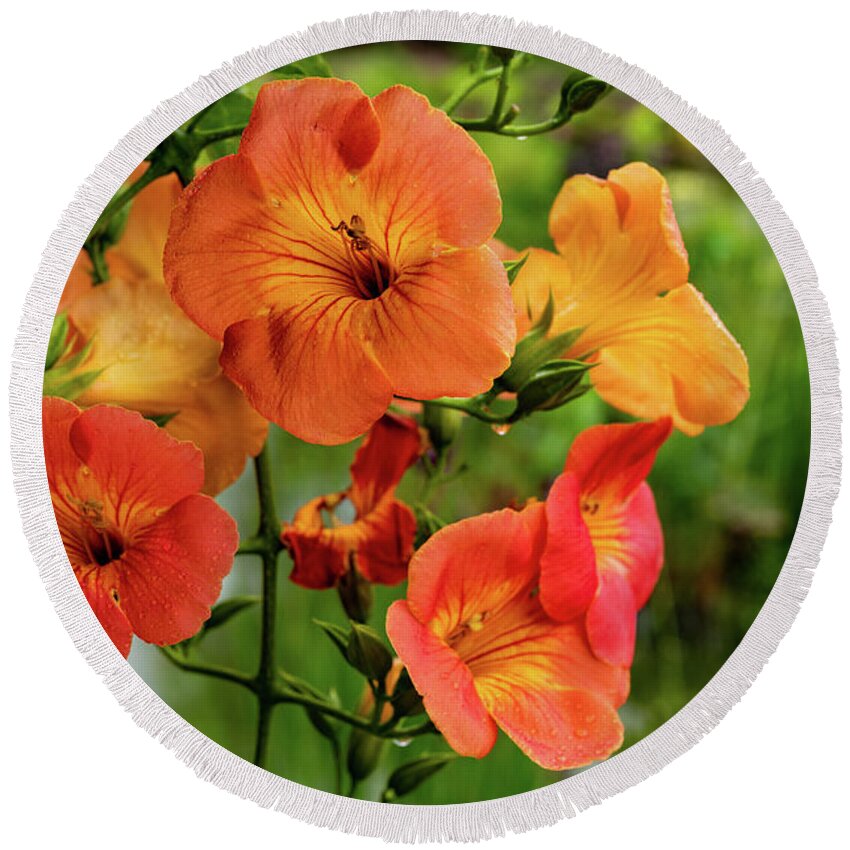 Campsis Grandiflora 'morning Calm' Round Beach Towel featuring the photograph Morning Calm by Kevin Suttlehan