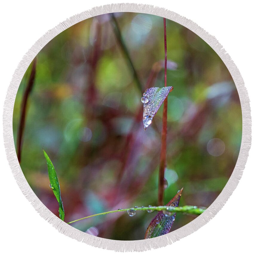 Water Drops Round Beach Towel featuring the photograph Morning Dew on Grass by Amelia Pearn