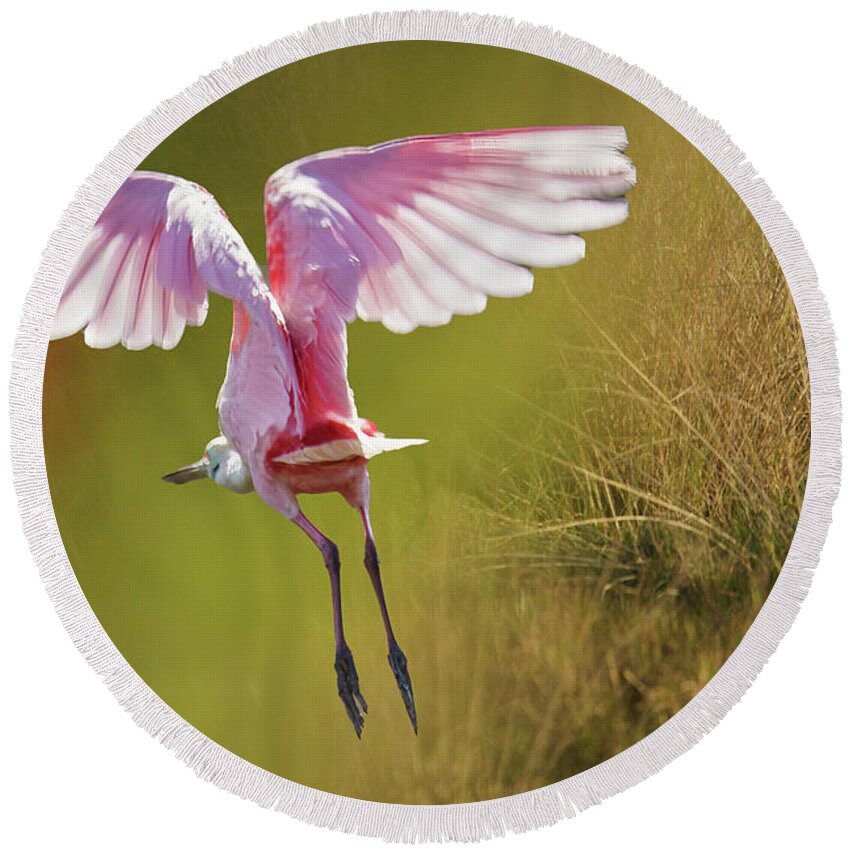 Spoonbill Round Beach Towel featuring the photograph Morning Flight by Norman Peay