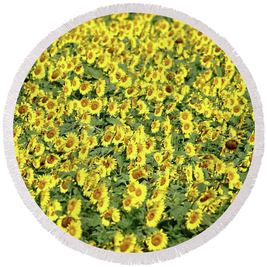 Sunflower Round Beach Towel featuring the photograph Morning Glow by Lens Art Photography By Larry Trager