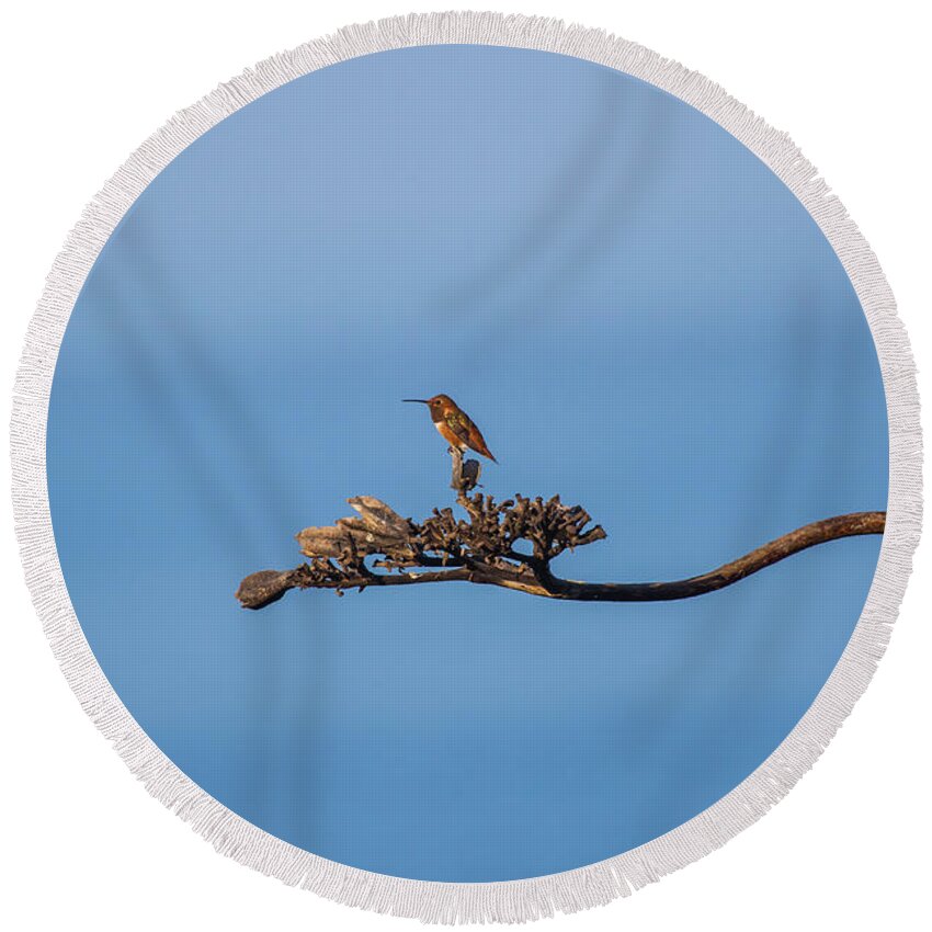 Hummingbird Round Beach Towel featuring the photograph Morning light Cliff top Hummingbird by Duncan Selby