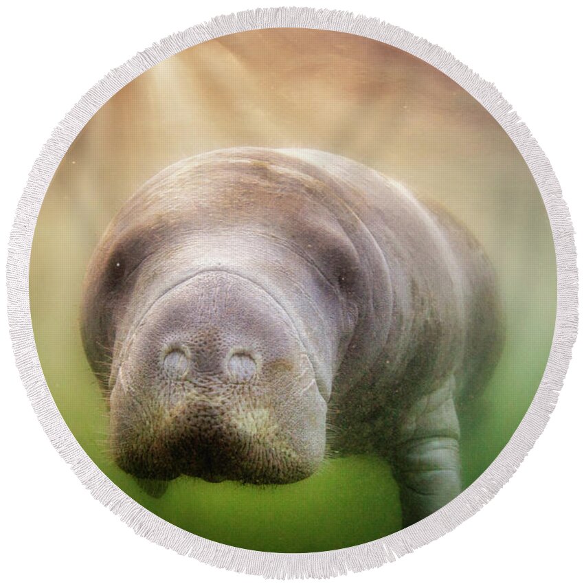 American Manatee Round Beach Towel featuring the photograph Rays Of Hope by John Hartung  ArtThatSmiles com