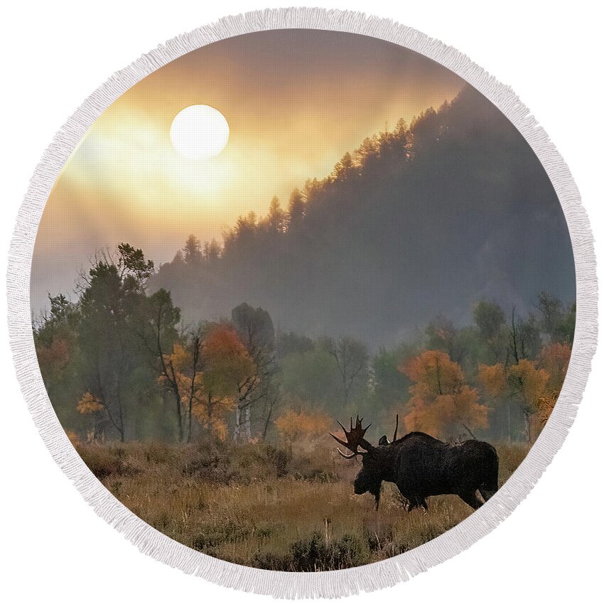 Moose Round Beach Towel featuring the photograph Morning Moose by Max Waugh