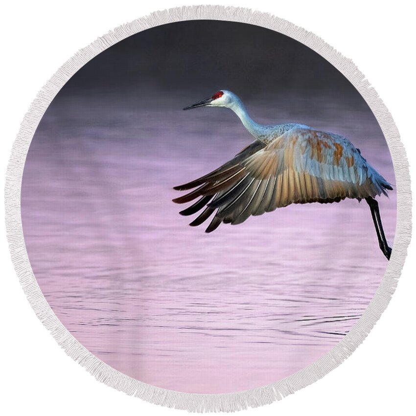 Bird Round Beach Towel featuring the photograph Morning Splash by Art Cole
