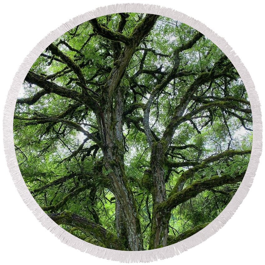 Moss Round Beach Towel featuring the photograph Moss Covered Twisted Tree Branches by Jerry Abbott