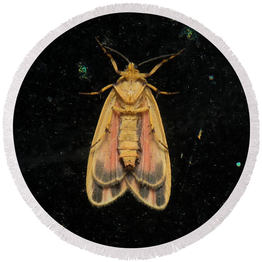 Scarlet Round Beach Towel featuring the photograph Moth Series, Lepidoptera, Scarlet - Winged Lichen Moth, Hypoprepia miniata 94 by Eric Abernethy