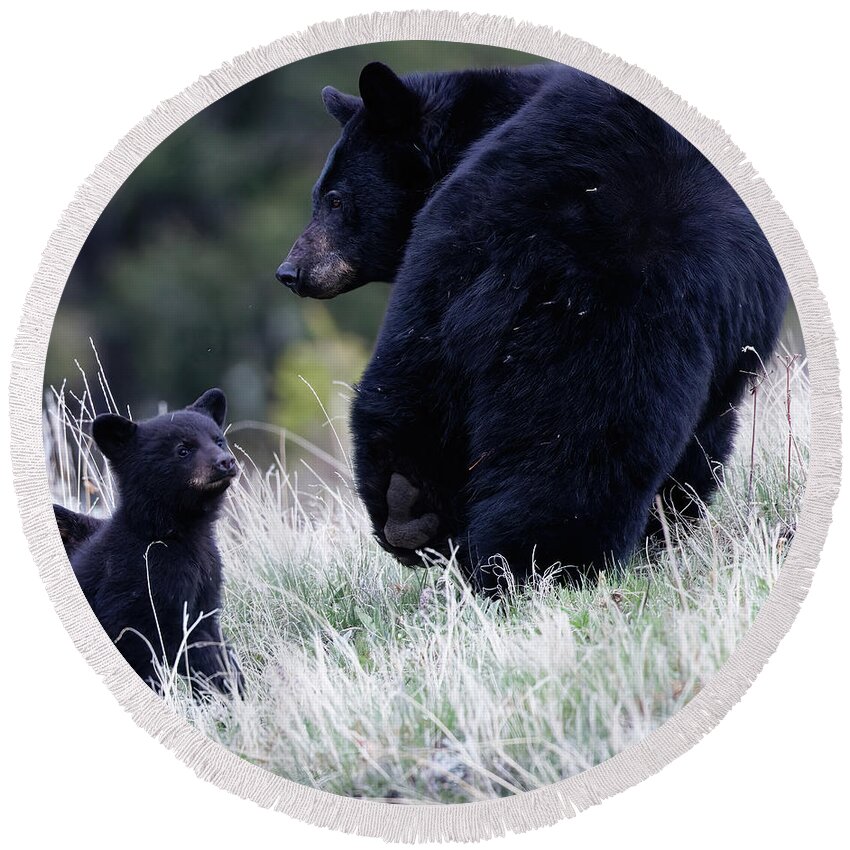 Black Bear Round Beach Towel featuring the photograph Mother and Cub by Natural Focal Point Photography