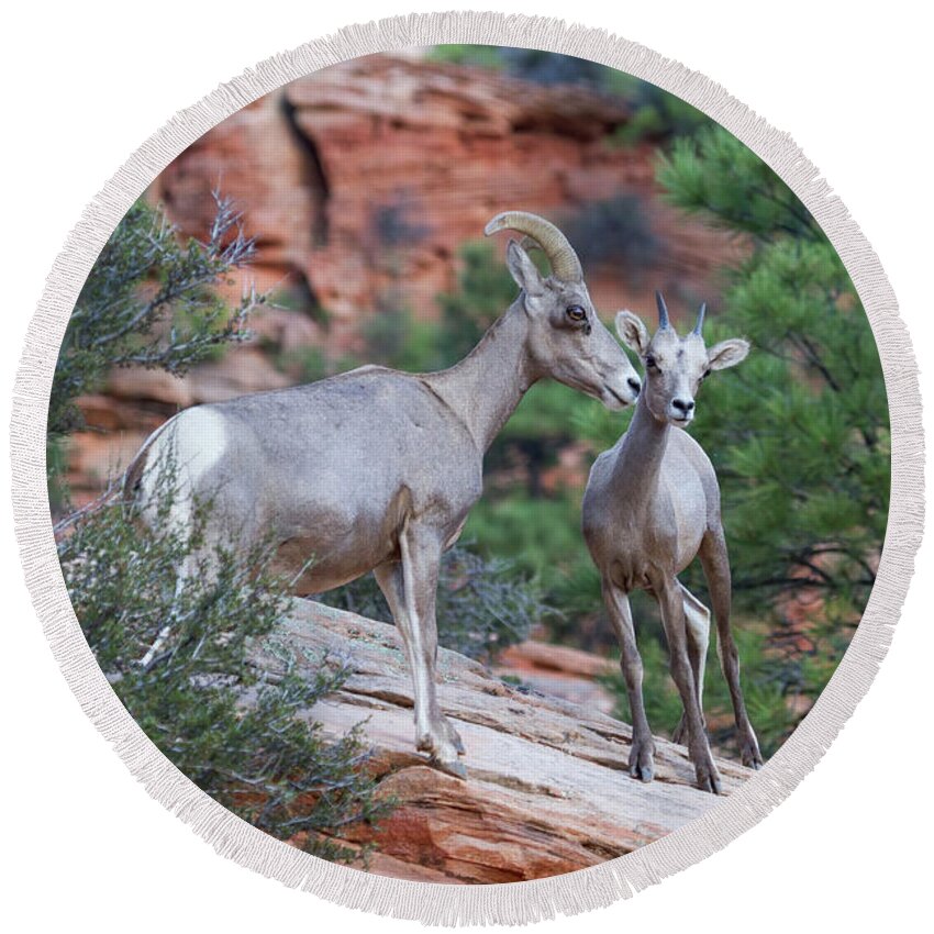 Zion Round Beach Towel featuring the photograph Mother and Lamb by James Marvin Phelps