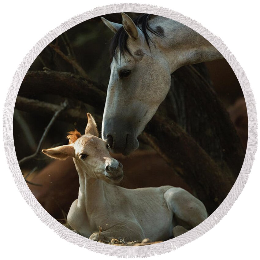 Cute Foal Round Beach Towel featuring the photograph Mother's Love by Shannon Hastings