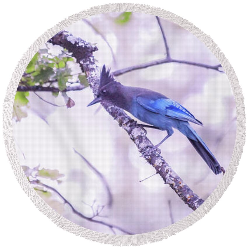 Nature Round Beach Towel featuring the photograph Mountain Blue Jay by Sally Bauer