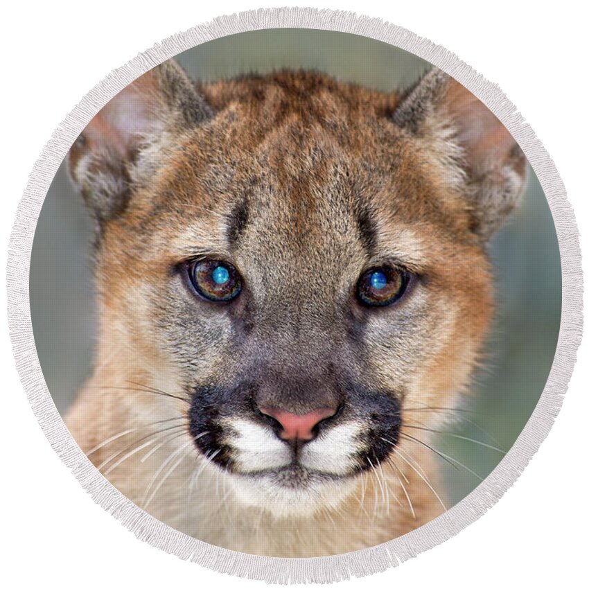 North America Round Beach Towel featuring the photograph Mountain Lion Felis Concolor Captive Wildlife Rescue by Dave Welling
