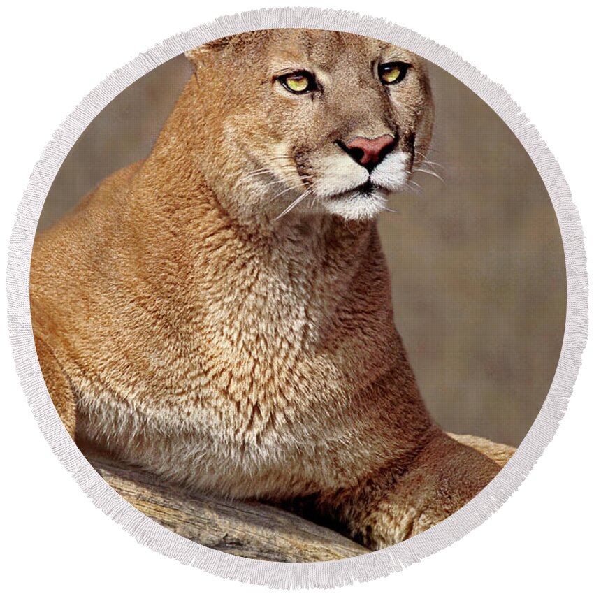 Dave Welling Round Beach Towel featuring the photograph Mountain Lion Portrait Vertical by Dave Welling