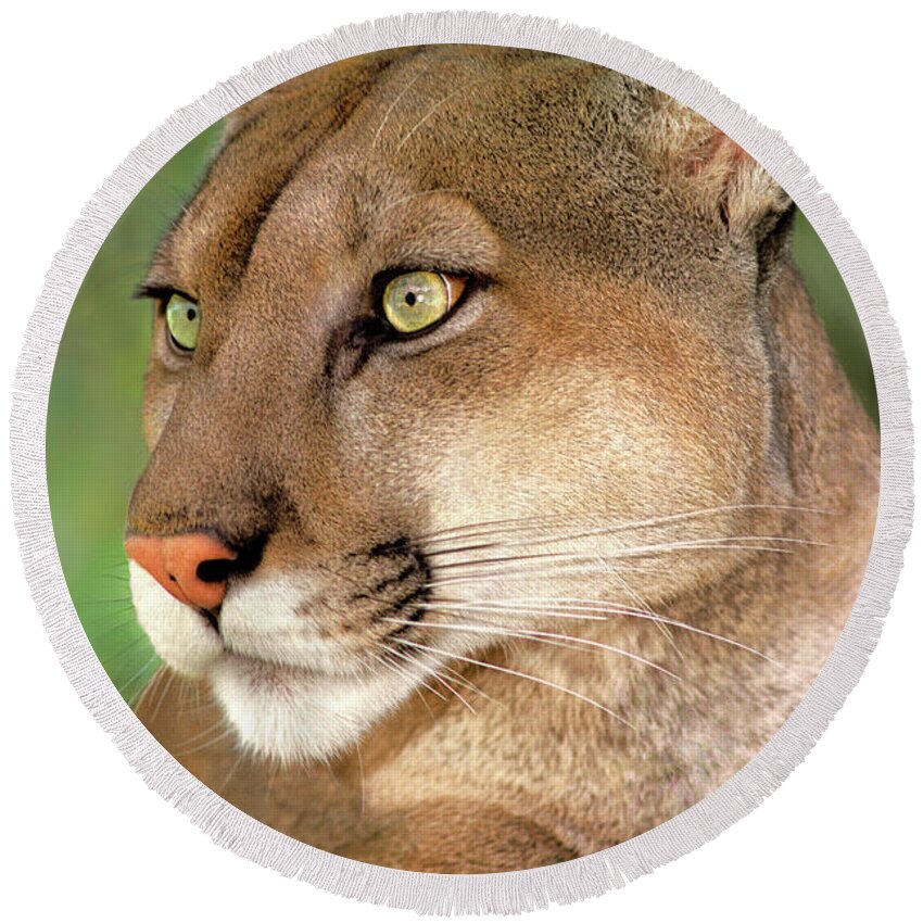 Mountain Lion Round Beach Towel featuring the photograph Mountain Lion Portrait Wildlife Rescue by Dave Welling