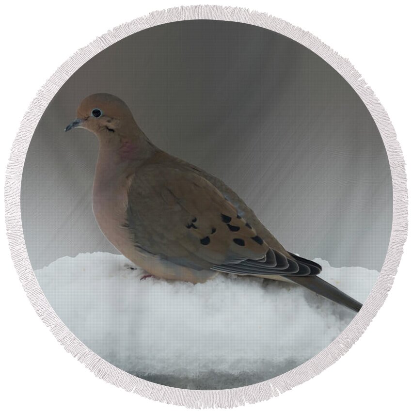 Bird Round Beach Towel featuring the photograph Mourning Dove by Leslie Montgomery