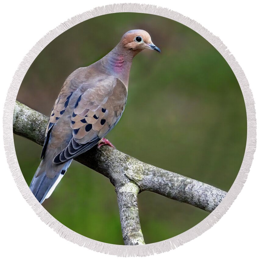 Bird Round Beach Towel featuring the photograph Mourning Dove Perch by Art Cole