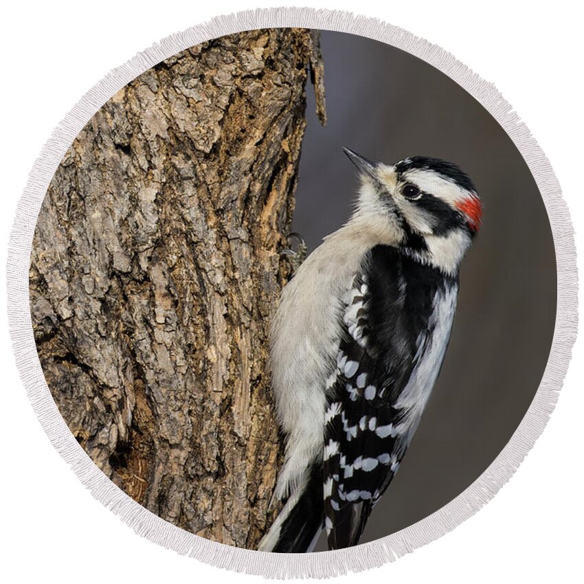 Male Round Beach Towel featuring the photograph Mr Downy Woodpecker by Mircea Costina Photography