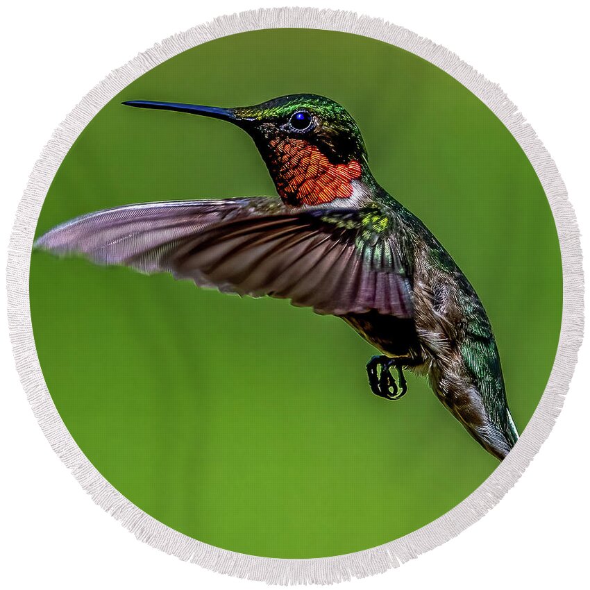 Animal Round Beach Towel featuring the photograph Mr. Hummingbird by Brian Shoemaker