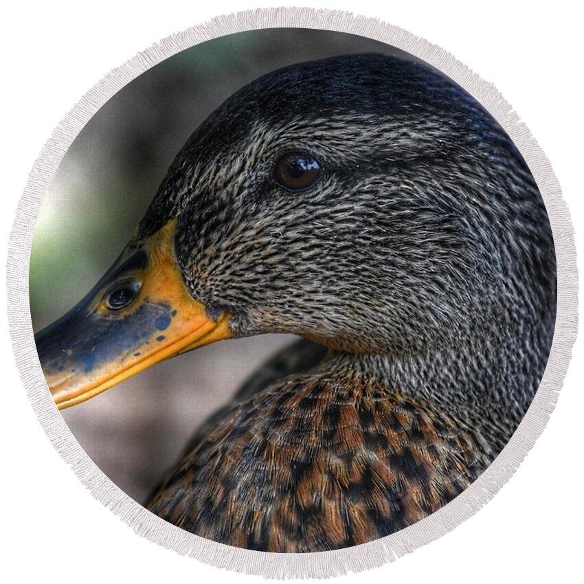 Photo Round Beach Towel featuring the photograph American Black Duck by Evan Foster