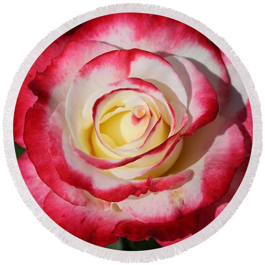 Rose Round Beach Towel featuring the photograph Multi-colored Rose by Mingming Jiang
