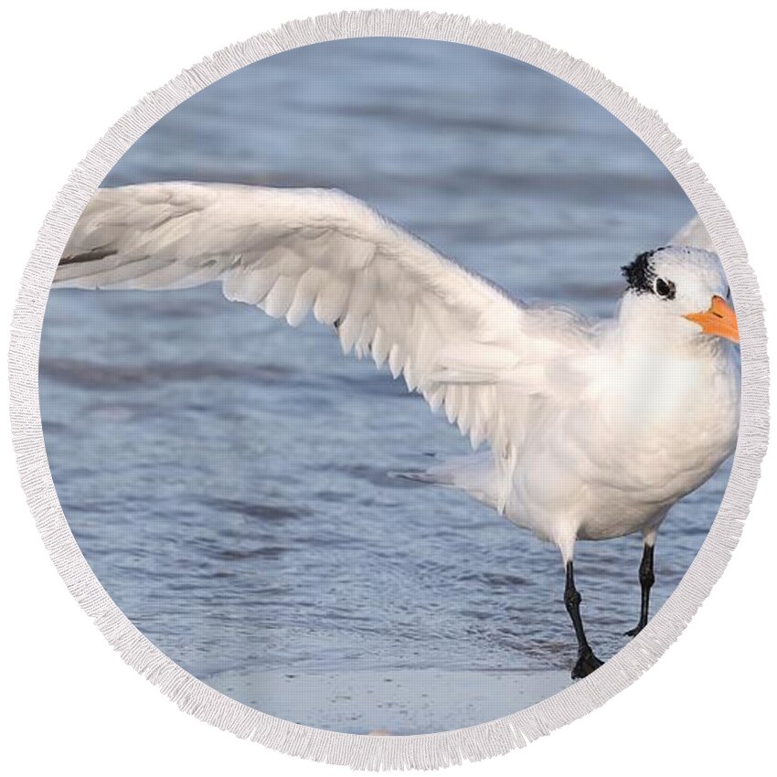 Royal Terns Round Beach Towel featuring the photograph Muscular Wings 2 by Mingming Jiang