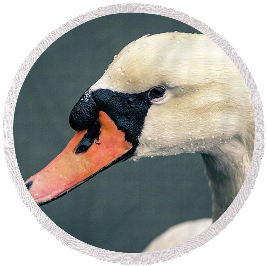 Swan Round Beach Towel featuring the photograph Mute swan with water droplets. by Alyssa Tumale
