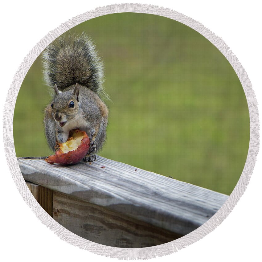 Squirrel Round Beach Towel featuring the photograph My Apple by M Kathleen Warren