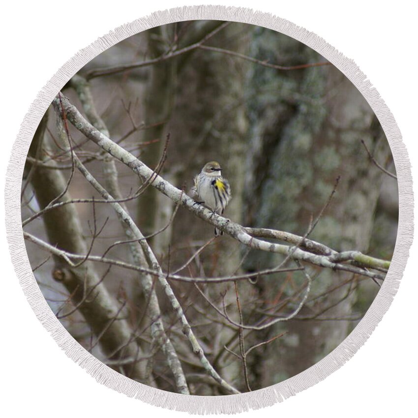  Round Beach Towel featuring the photograph Myrtle Warbler by Heather E Harman