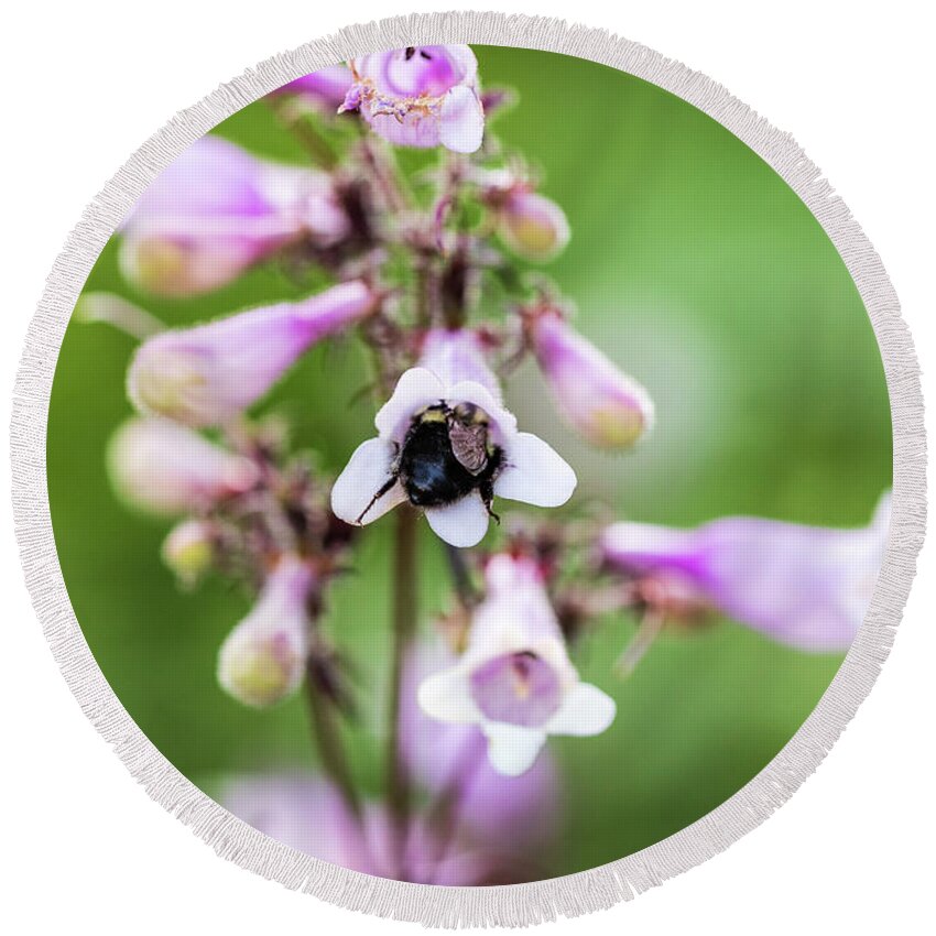 Bee Round Beach Towel featuring the photograph Nature Photography -Bee in Flower by Amelia Pearn