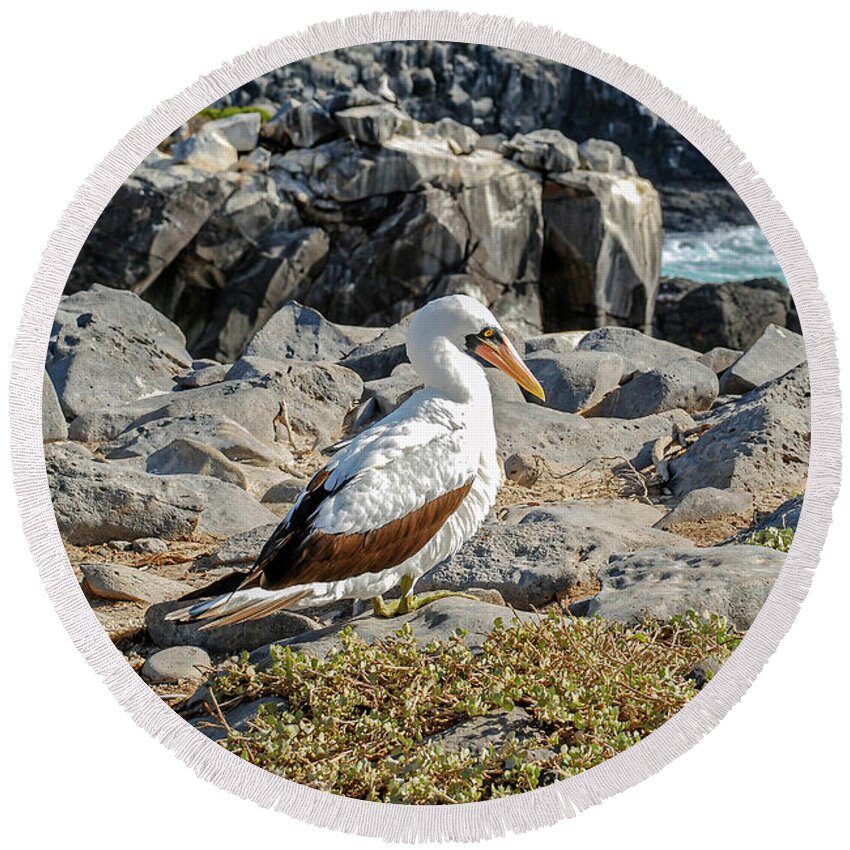 Animals In The Wild Round Beach Towel featuring the photograph Nazca Booby sitting on the rocks of Espanola island by Henri Leduc