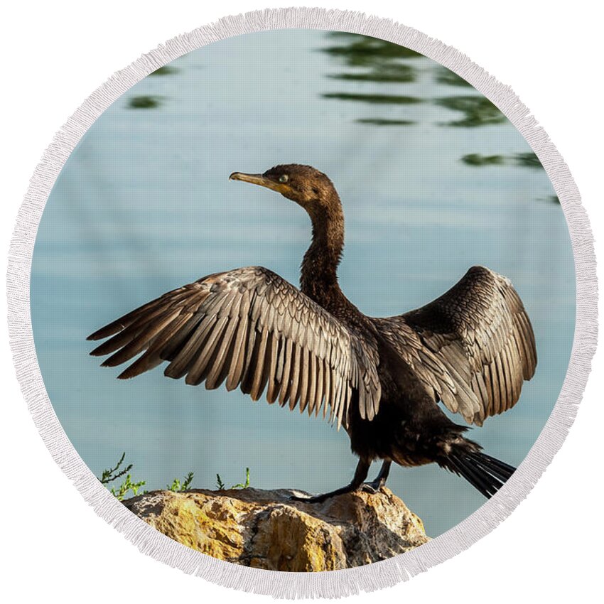 Animal Round Beach Towel featuring the photograph Neotropic Cormorant with Wings Spread by Jeff Goulden