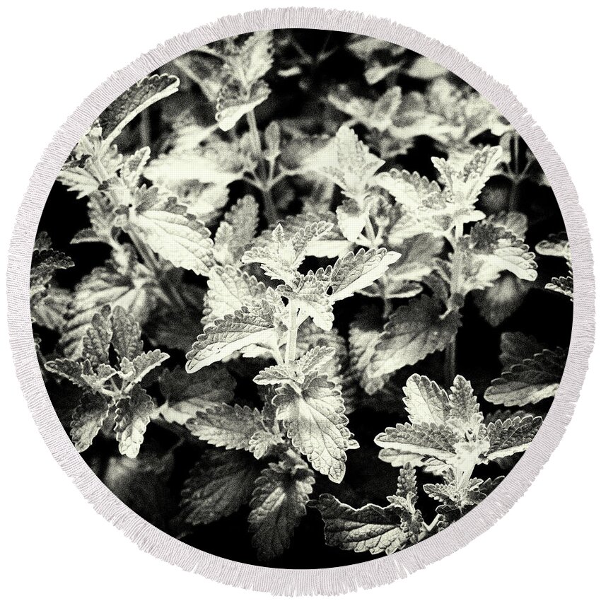 Leaves Round Beach Towel featuring the photograph Nepeta Grandiflora Leaves Monochrome by Tanya C Smith