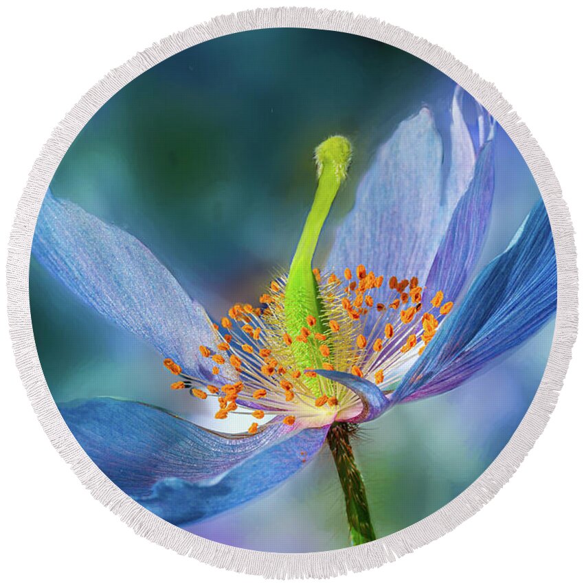 Conservatories Round Beach Towel featuring the photograph New Day Flower by Marilyn Cornwell