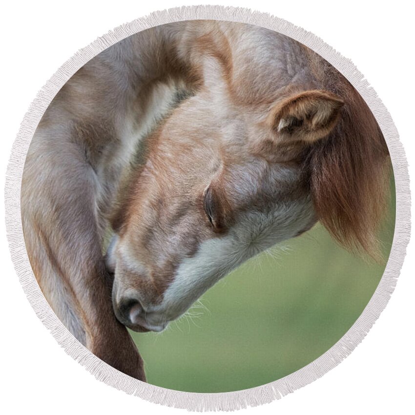 Cute Foal Round Beach Towel featuring the photograph Nibble by Shannon Hastings