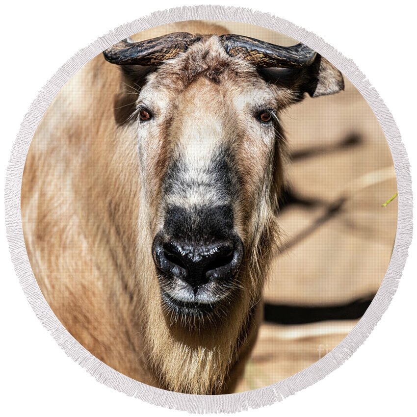 Cattle Chamois Round Beach Towel featuring the photograph Nice to Meet Gnu by David Levin